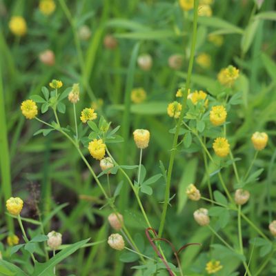Trifolium aureum, photographed by Mark Apgar