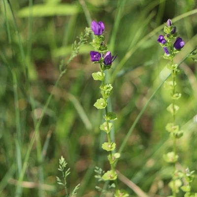 Triodanis perfoliata, photographed by Mark Apgar