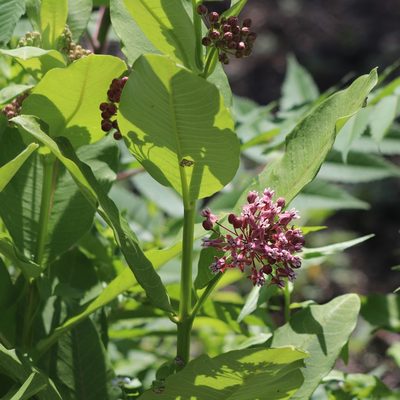 Asclepias syriaca, photographed by Mark Apgar