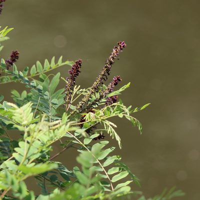 Amorpha fruticosa