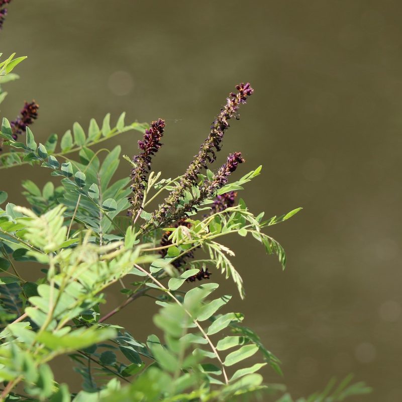 Amorpha fruticosa, photographed by Mark Apgar