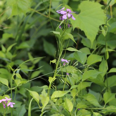 Hesperis matronalis, photographed by Mark Apgar