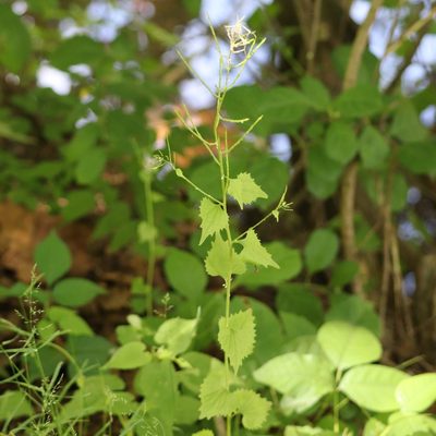 Alliaria petiolata, photographed by Mark Apgar