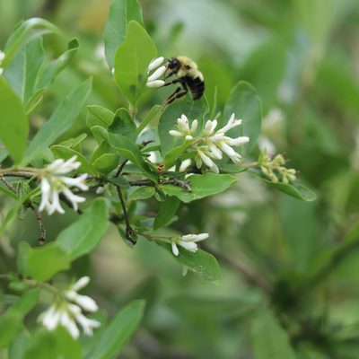 Ligustrum obtusifolium, photographed by Mark Apgar