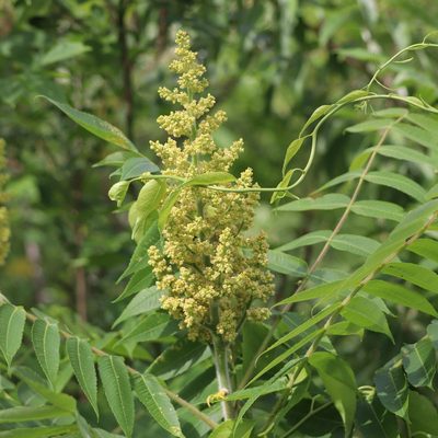 Rhus typhina, photographed by Mark Apgar