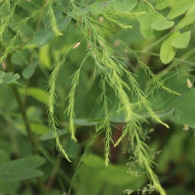 Asparagus officinalis, photographed by Mark Apgar