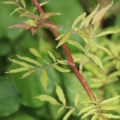 Rosa multiflora, photographed by Mark Apgar
