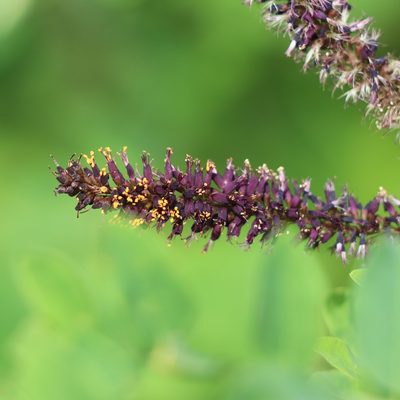 Amorpha fruticosa, photographed by Mark Apgar