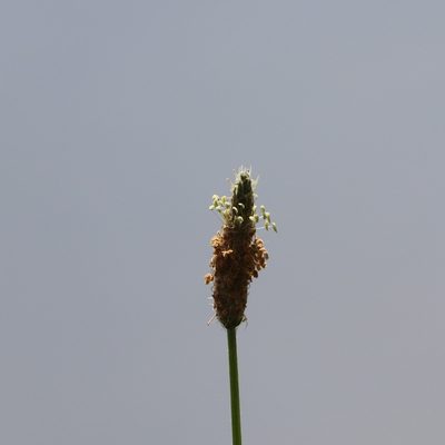 Plantago lanceolata, photographed by Mark Apgar