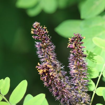 Amorpha fruticosa, photographed by Mark Apgar