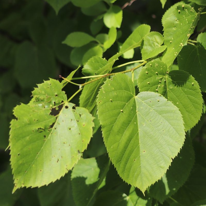Tilia americana, photographed by Mark Apgar