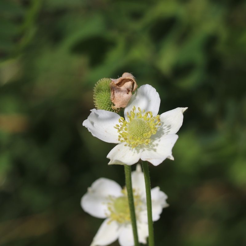 Anemone virginiana, photographed by Mark Apgar