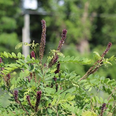Amorpha fruticosa, photographed by Mark Apgar