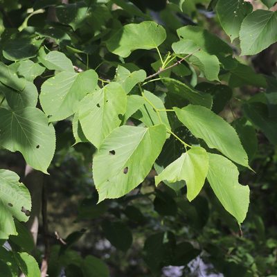 Tilia americana, photographed by Mark Apgar