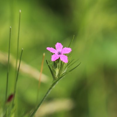 Dianthus armeria, photographed by Mark Apgar