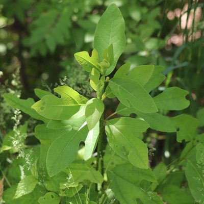 Sassafras albidum, photographed by Mark Apgar