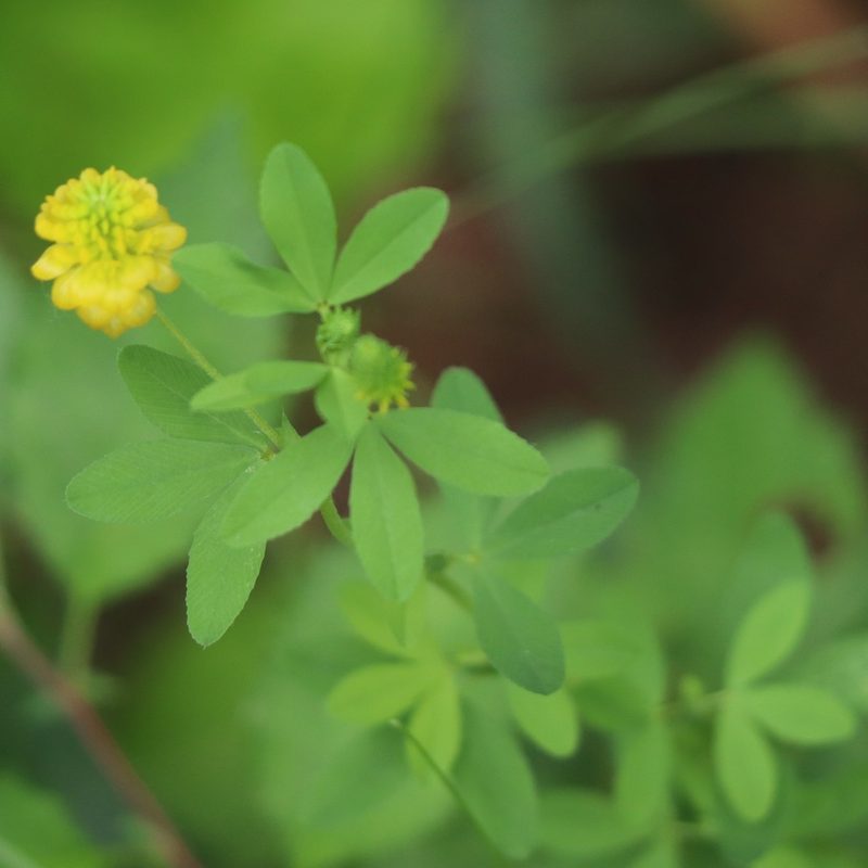 Trifolium aureum, photographed by Mark Apgar