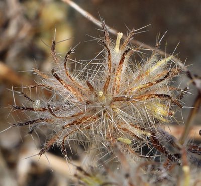 Cryptantha nevadensis, photographed by Steve Matson
