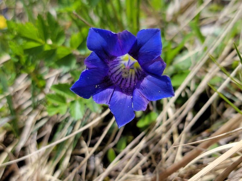 Gentiana clusii, photographed by Elias