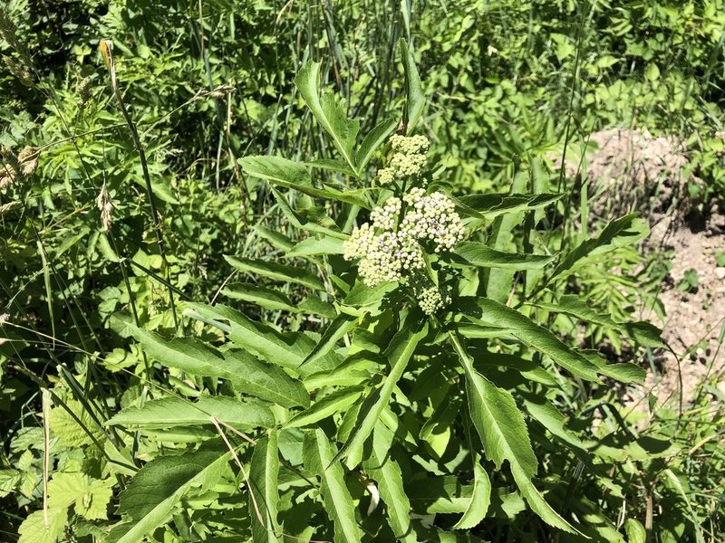 Sambucus ebulus, photographed by Jason Grant