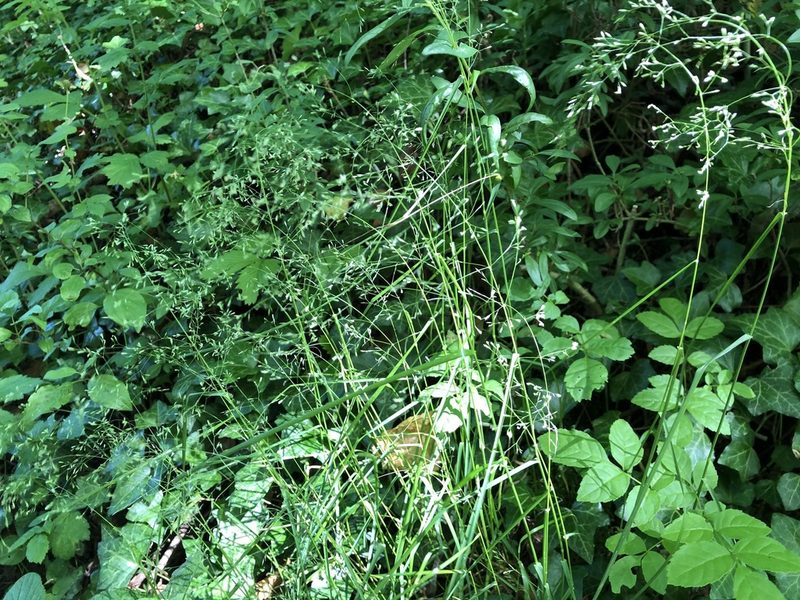 Poa nemoralis, photographed by Jason Grant