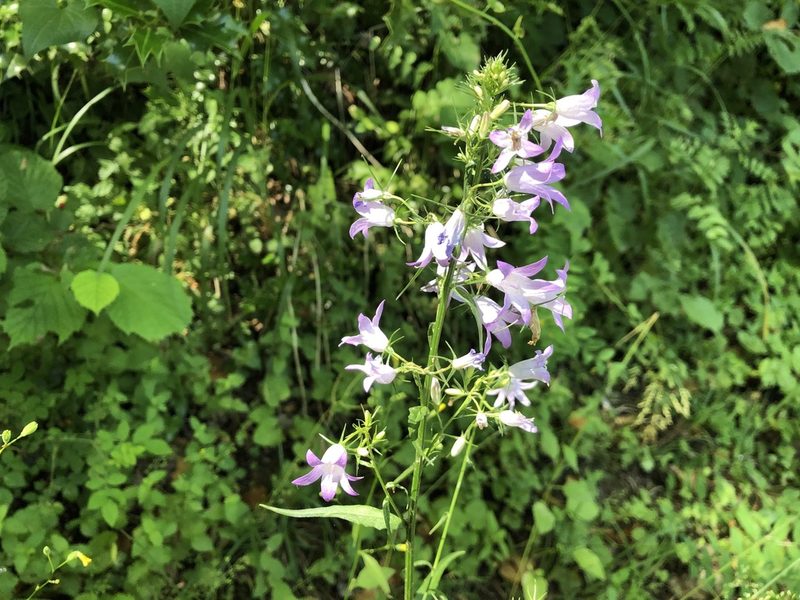 Campanula rapunculus, photographed by Jason Grant