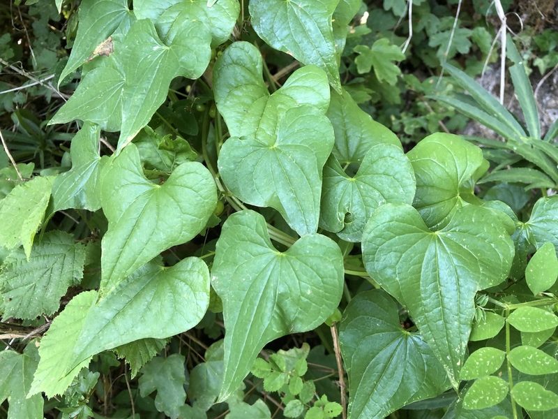 Dioscorea communis, photographed by Jason Grant