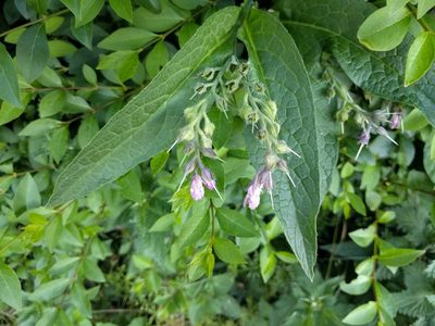Symphytum officinale, photographed by Michel Langeveld