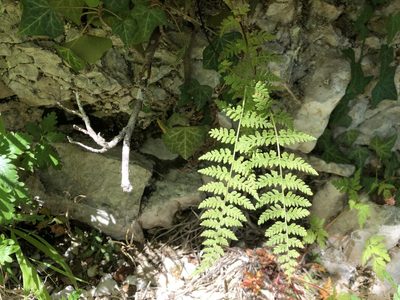 Cystopteris fragilis, photographed by Jason Grant
