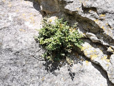 Asplenium ruta-muraria, photographed by Rachel Webster