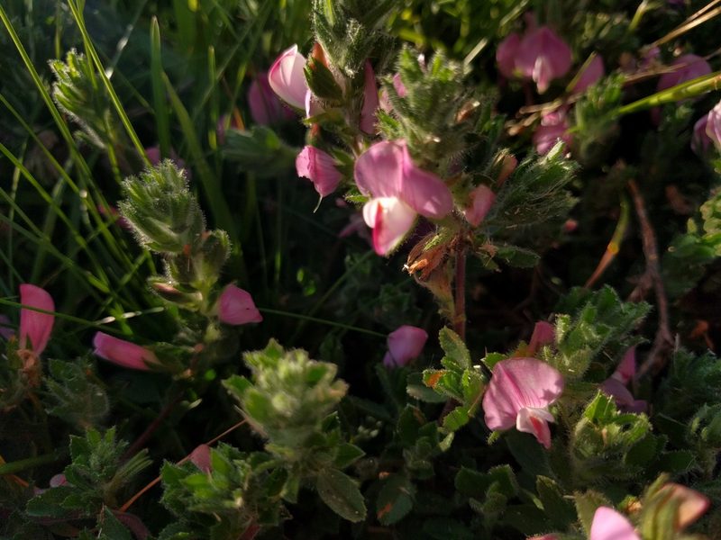 Ononis spinosa, photographed by Michel Langeveld