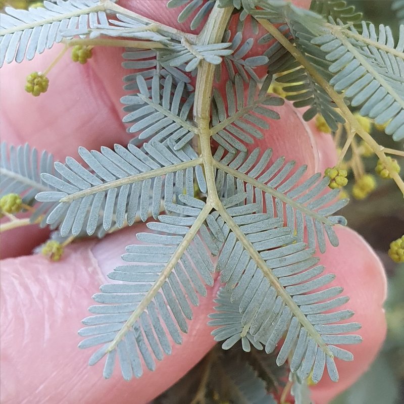 Acacia baileyana, photographed by ronavery