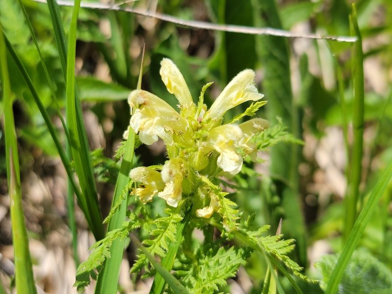 Pedicularis foliosa, photographed by Elias