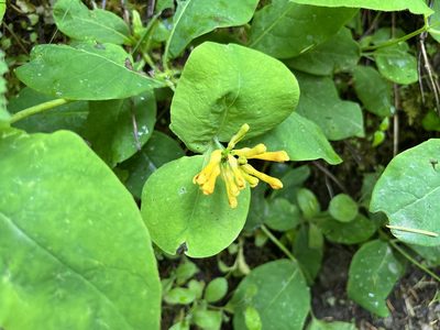 Lonicera ciliosa, photographed by Natalie Lemanski