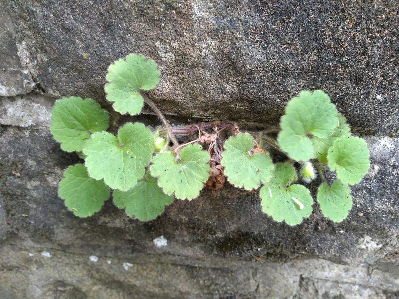 Asarina procumbens, photographed by Karen Fry