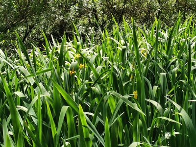 Iris pseudacorus, photographed by Rachel Webster