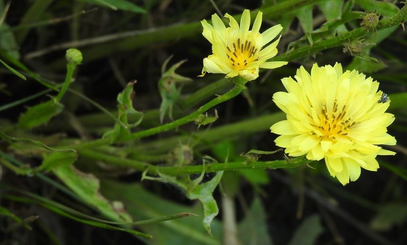 Pyrrhopappus pauciflorus, photographed by saltyhiker