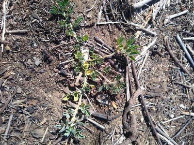 Indigofera spicata