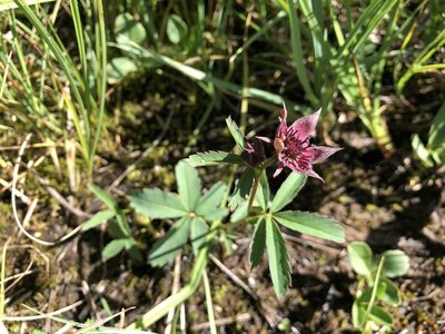 Comarum palustre, photographed by Jason Grant