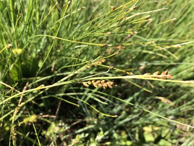 Carex panicea