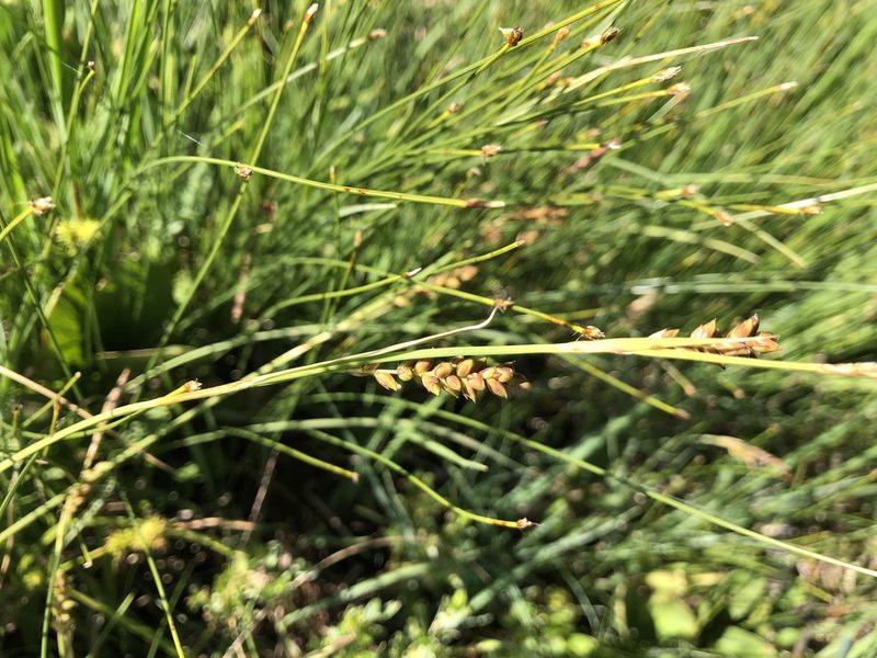 Carex panicea, photographed by Jason Grant