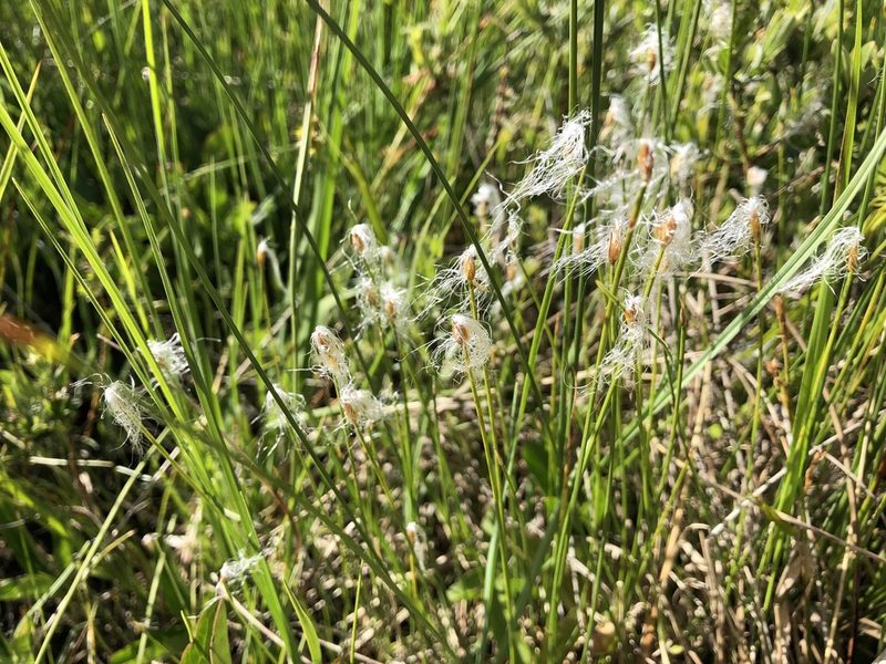 Trichophorum alpinum, photographed by Jason Grant