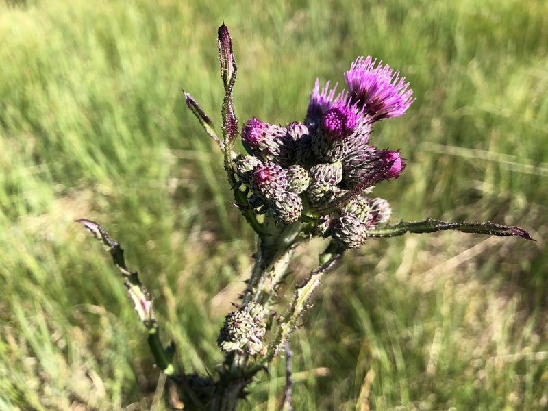 Cirsium palustre, photographed by Jason Grant
