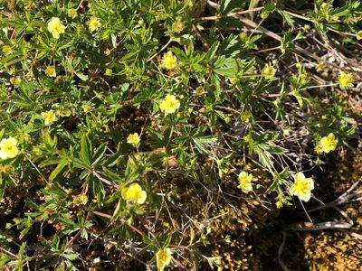 Potentilla erecta, photographed by Jason Grant