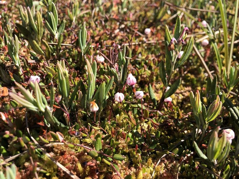Vaccinium oxycoccos, photographed by Jason Grant