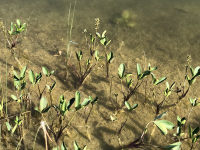 Menyanthes trifoliata, photographed by Jason Grant