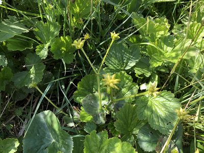 Caltha palustris, photographed by Jason Grant
