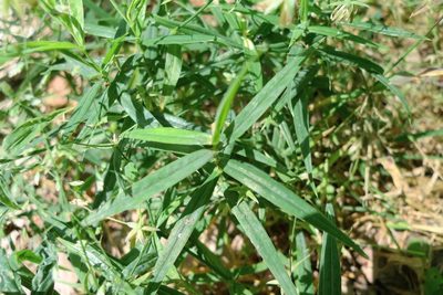 Rabelera holostea, photographed by aga_l_