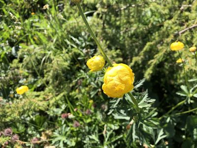 Trollius europaeus, photographed by Jason Grant