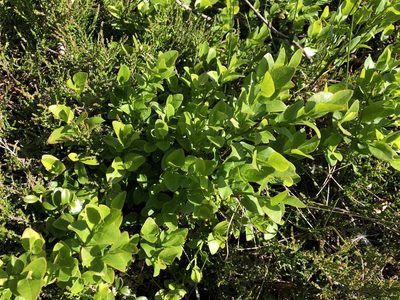 Vaccinium myrtillus, photographed by Jason Grant